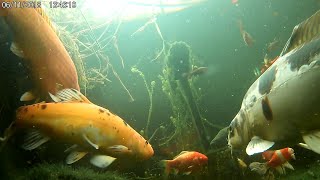 Fish Feeding November 2018  First Bristol Shubunkin Appearance [upl. by Naida669]