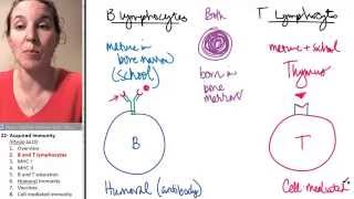 Acquired Immunity 2 B and T lymphocytes [upl. by Asirral]