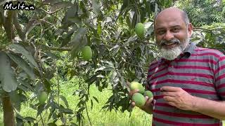 Best mangoes of the world Multan  iftikhar Ahmad usmani  ایکسپورٹ کوالٹی پاکستانی آم [upl. by Faydra]