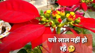 Poinsettia How to get red colour in Poinsettia leaves not turning red falling off care tips Hindi [upl. by Henricks]