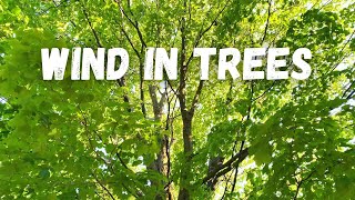 Wind in Trees Sound Effects  Leaves Rustling in Forest [upl. by Yajnas]