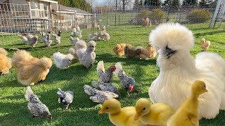 Silkie Hen Surprised By Unexpected Brood of Duckings🐤🐤🐤 Chick Care Mealworm Feast Egg Collecting [upl. by Daniela]