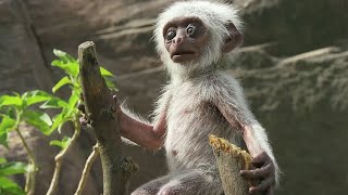 Monkey Troop Mourns the Death of Baby Together  BBC Earth [upl. by Borries]