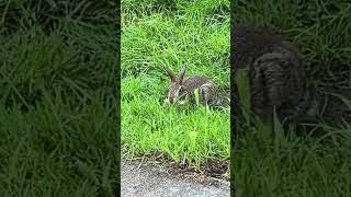 Baby bunny is getting big🐰🐇 bunnys cute summer fyp [upl. by Mosley]