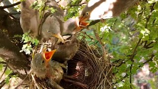 Parent wild babbler rush on nest and feeding babies in hurry BirdPlusAnimals [upl. by Annoj999]