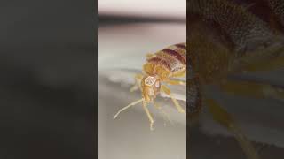 What Does A Bed Bug Look Like  Orkin Canada [upl. by Ijan]