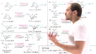 Overview of Glycolysis Part II [upl. by Trinetta936]