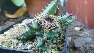 Huernia hystrix Hookf N E Br [upl. by Holman]