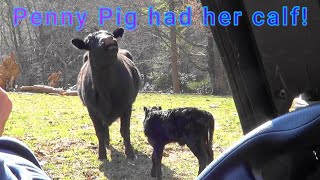 Penny Pig had her calf [upl. by Joete]