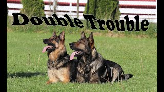 Obedience Trained Adult German Shepherd  Double Action [upl. by Idette]