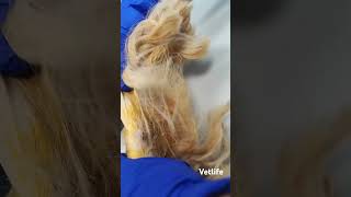 Sebaceous huge cyst removal in dogs [upl. by Narad]