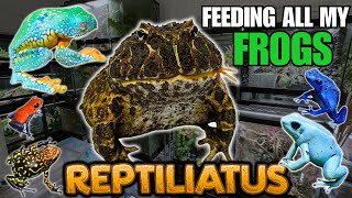 FEEDING MY PET FROGS Pacman frogs Dart frogs Tree frogs and more [upl. by Maren458]