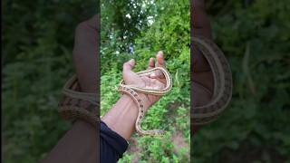 காலியான்குட்டி 🐍Buff Striped Keelback snakes [upl. by Sisely]