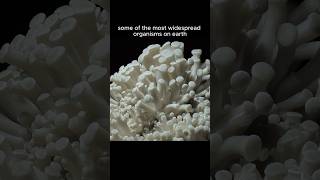 Do Fungi Have a Hidden Language mycelium science microscopiclife [upl. by Gladi]