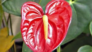 How to grow Anthuriums plant care and tips [upl. by Gabbey177]