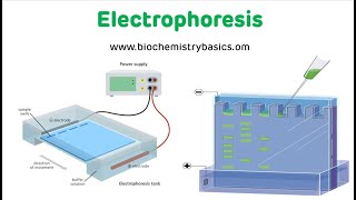 Electrophoresis Technique  Electrophoresis Biochemistry [upl. by Lesoj]