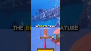 How Much Does A Whale Weigh  Neil deGrasse Tyson [upl. by Bat]