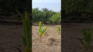 The benefits of plowing the injector in the mango garden  Dunna during dukku in the mango grove [upl. by Airrej]