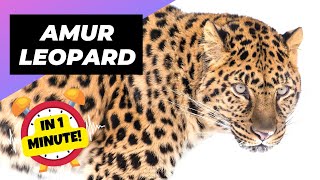 Amur Leopard 🐆 The Most Endangered Big Cat  1 Minute Animals [upl. by Athalia]