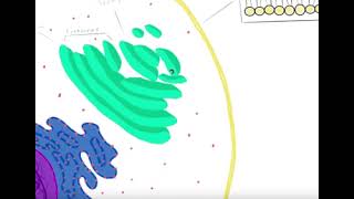 Endomembrane Project Scenario B [upl. by Alleynad]