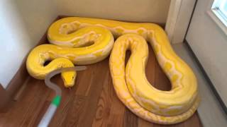 Reticulated Python handling in defense mode zulu [upl. by Niad]