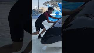 Giant dolphin fish was found inside the swimming pool  shortvideos [upl. by Annahoj]