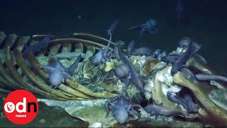 Weird Whale Carcass Feasted on in Fascinating DeepSea Footage [upl. by Asselem]