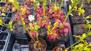 The Ultimate Venus Flytrap Care And Info Guide [upl. by Aerdnaz61]