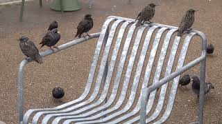 Starlings waiting for a table [upl. by Armitage]