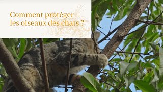 Comment protéger les oiseaux des chats   Ornithomediacom [upl. by Bryanty]