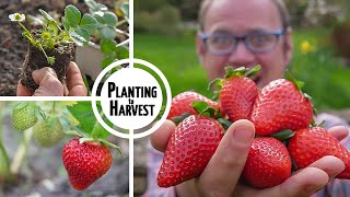 How to Grow Strawberries from Planting to Harvest 🍓🍓🍓🍓🍓 [upl. by Ezitram933]