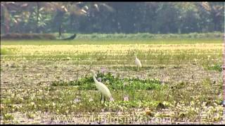 Egrets and water hyacinths [upl. by Marzi]