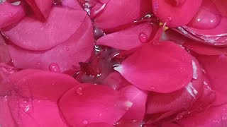 Homemade Rose Toner for Winters skincareroutine skincare GlowingSkin viralvideo [upl. by Amuwkuhc]