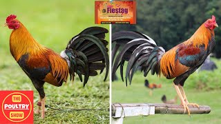 Fiestag FIGBA  Inguel Ignacio  Joey Salangsang  Poultry Expo [upl. by Iveson]