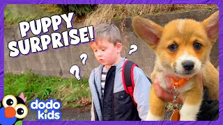 Kids Wish For A Corgi Puppy Comes True  Dodo Kids [upl. by Anada]