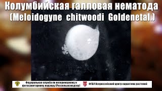 Колумбийская галловая нематода Meloidogyne chitwoodi Goldenetal [upl. by Kamilah]