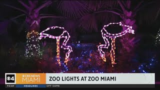 Zoo Lights at Zoo Miami get you into the festive spirit [upl. by Naehs]