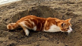 The cat has dug an ambush for himself and is watching the pigeons Cats on the beach Cats in Turkey [upl. by Isma]