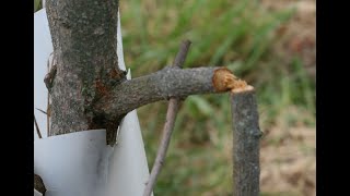 Twig Girdler Damage In A Persimmon Orchard [upl. by Ayarahs263]