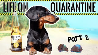 Ep2 Life on QUARANTINE  PART 2 Funny Dogs Staying Home [upl. by Siuqramed]