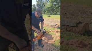 2 Chainsaws VS 1 BIG Oak [upl. by Lock220]