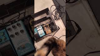 funny cat invades practice [upl. by Jarrad]