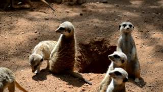 Suricatas en BIOPARC Valencia [upl. by Latsirc]