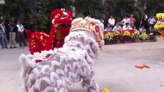 cambodia lion dance [upl. by Prince]