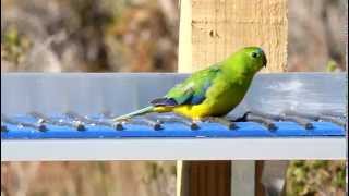 Orangebellied Parrot [upl. by Boot]