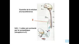 5  Pharmacologie du système nerveux autonome partie 5 [upl. by Maure]