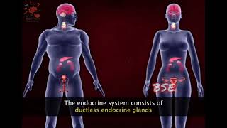 Endocrine System [upl. by Yehsa]