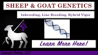 Sheep and Goat Genetics Inbreeding Line Breeding and Hybrid Vigor What You Need to Know [upl. by Eirrot]