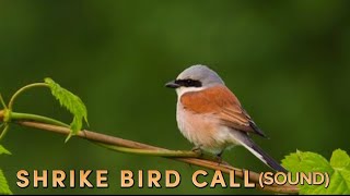 Shrike Bird Call Sound  Relaxing Nature Sounds [upl. by Jovia]