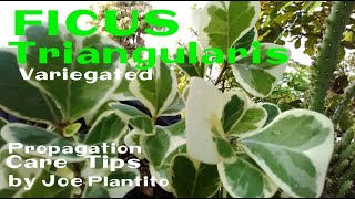 FICUS TRIANGULARIS VARIEGATED PLANT CAREPROPAGATION TIPS [upl. by Any180]